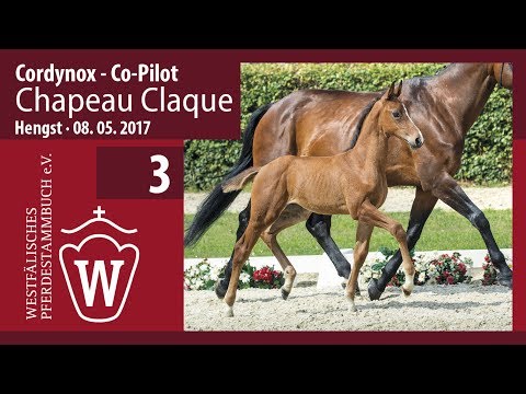 03 Chapeau Claque  Hengst v.  Cordynox - Co Pilot