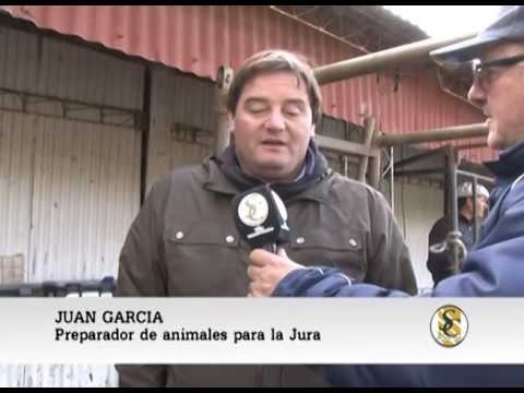 17-05-16 NOTA JUAN GARCIA - PREPARADOR DE ANIMALES PARA LA JURA - EXPO BOLIVAR - BOLIVAR