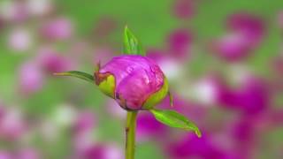 Dios no esta en conflicto