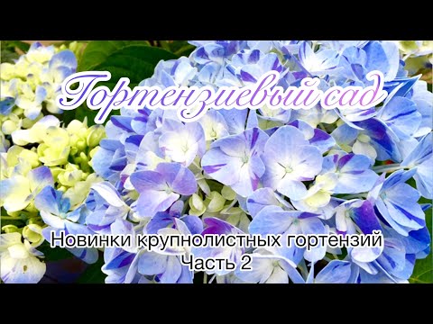 фото гортензия double dutch (дабл датч) 0