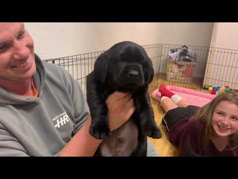 Muzzy/Sniper babies 5 weeks old