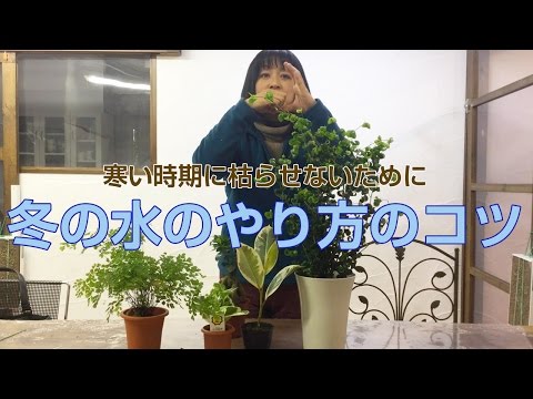 冬のベールの選び方