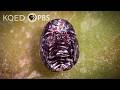 Meet the Bug You Didn't Know You Were Eating | Deep Look