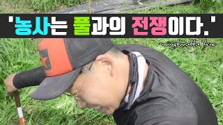 제초작전! 풀과의 전쟁 중 오늘은 낫이다!! feat 쉽지않은 초생재배