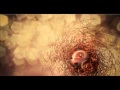 Muñeca de Trapo - Bordell 