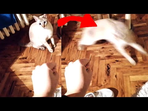 Crazy cat gets zoomies when I show him my hand - Cat running all around the house