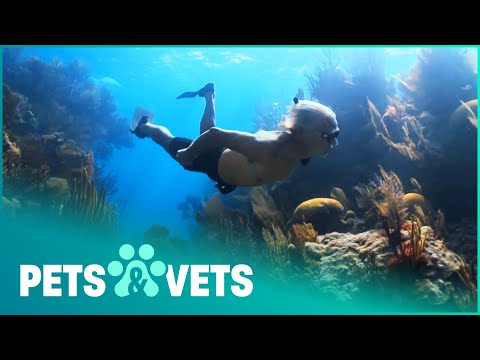 The Most Unique Plant In The Ocean | Ocean Vet