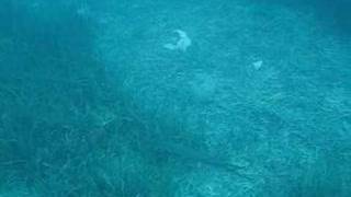 preview picture of video 'Surrounded by a school of Barracuda at Kas, Turkey, Part 1'