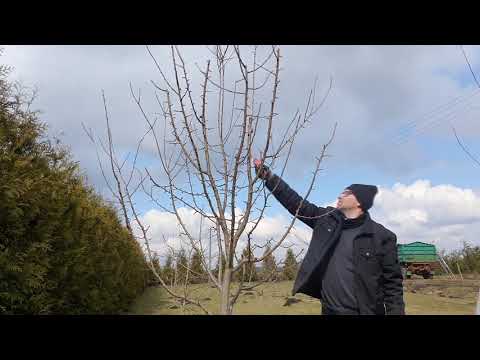 Pruning fruit trees, or plums in action