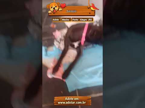 Vídeo de Sansão  51 982945615 