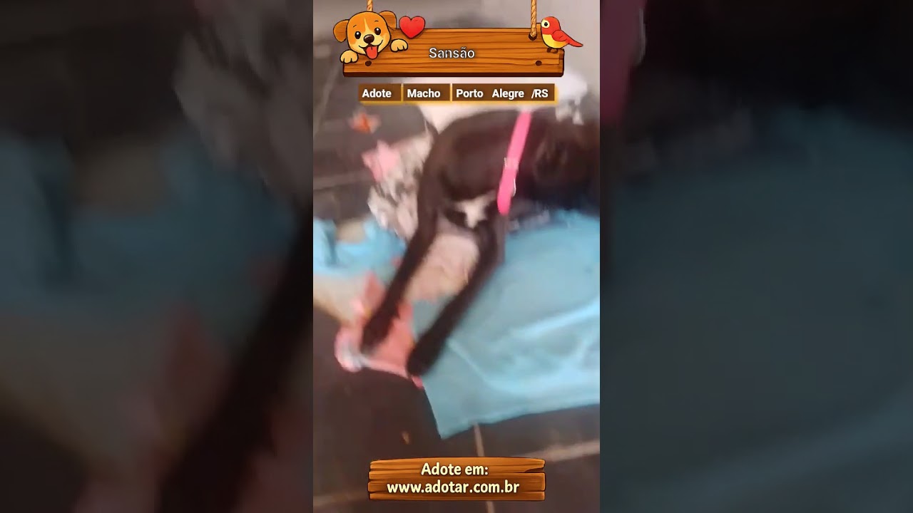 Cachorro raça Mestico de pittbull idade 1 ano nome Sansão  51 982945615 