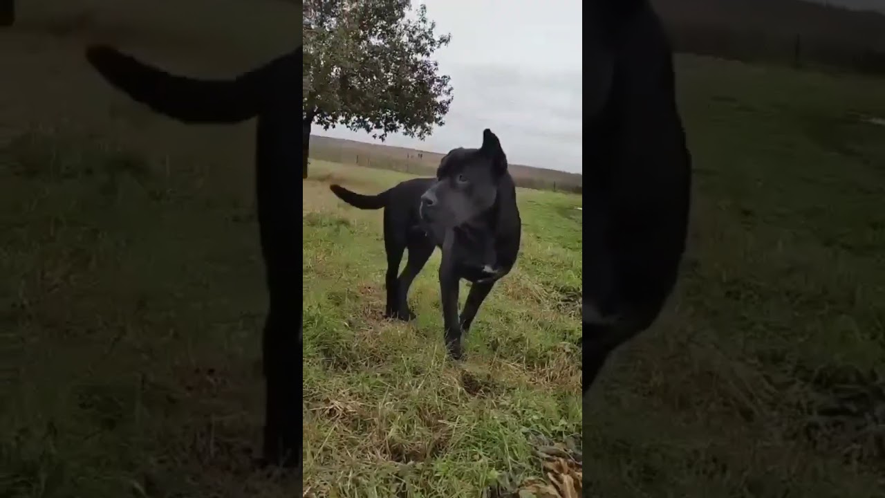 Enlarge Petunia, a Adoptable mixed breed in Georgetown, TX video 6/6