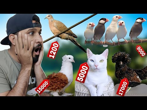 Most Biggest Pets Market in Rawalpindi 😍 || pets || || pets market ||