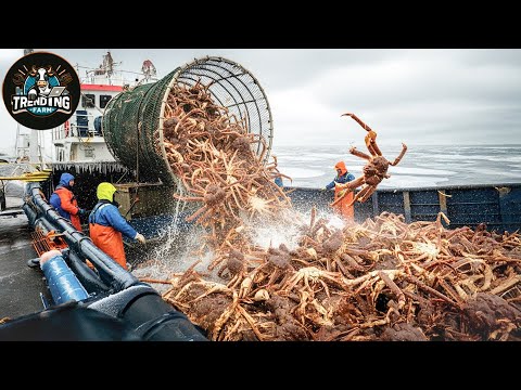 72 Hours on an Alaska King Crab Boat – Ice, Waves, Massive Crabs