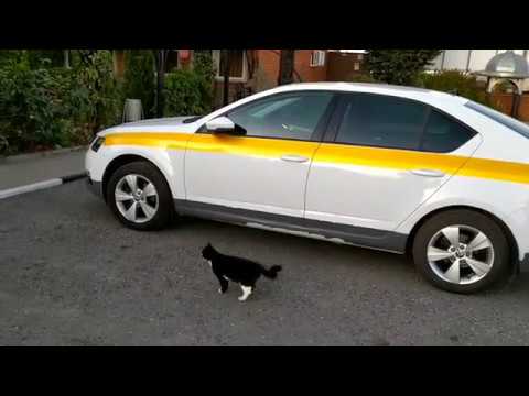 Шкода Октавия А7!!! Отпуск. Гостиница Белгород.