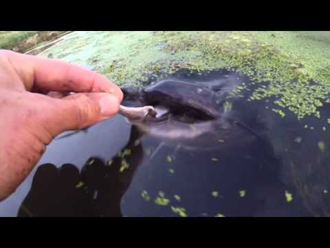 Hand Feeding Channel Catfish
