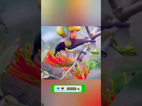 #wildlifephotography #fotografia #bird  #india #sudipto #wildlife #birdfight #photographerindonesia