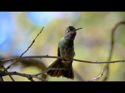 HDObservations : Rivoli's Hummingbird (4K UHD)