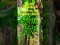 Banana Cultivation In Andaman And Nicobar Islands Shortsfeed Agriculture Youtubeshorts