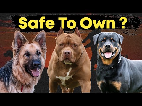 Watch This Before Buying Dog | Is It Safe To Own Dogs Like Pitbull German Shepherd And Rottweiler ?
