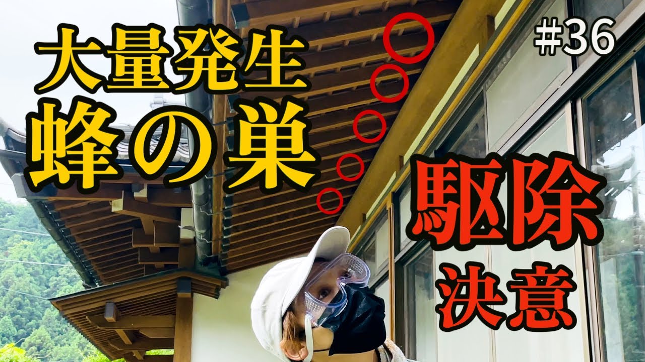 【豪邸をDIY】大量発生した蜂の巣を駆除しました｜DIY素人ママが豪邸DIYに挑戦