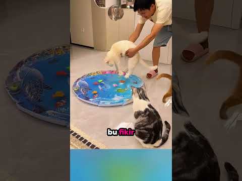 Balıklı Su Yatağını Patlatan Yaramaz Kediler 😹🐟🐾