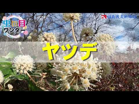 園芸 タイワンヤツデ、ポリカープヤツデ