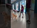 Will my dog recognize me? #dogsofyoutube  #dog #dogs #goldenretriever #puppy
