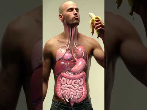 Inside Your Gut: 3D Animation of Banana Digestion & Parasite Worms