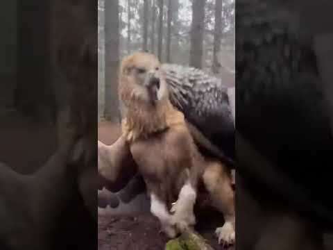 Two wild griffins fighting - caught on camera!! #ai #griffin #beasts #caughtoncamera #mythical