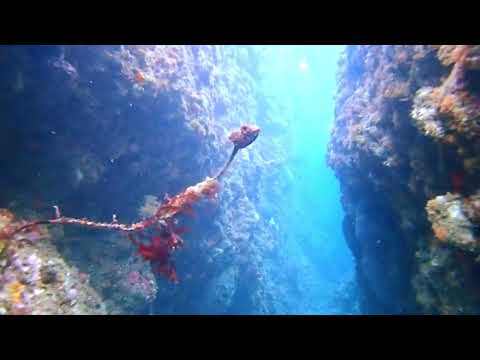 Diving at Breaker Bay in Wellington, New Zealand
