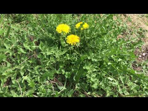 Kan man äta maskrosor? NATURSPANARNA