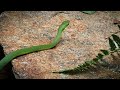 NC Wildlife Rough Green Snake