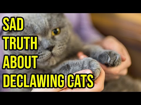 The Sad Truth About Declawing Cats You Need To Know