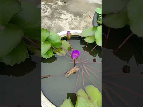 water lily flower time lapse growth