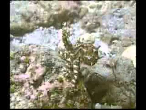 tarnung und intelligentes verhalten bei tieren 3 3 (deutschland)