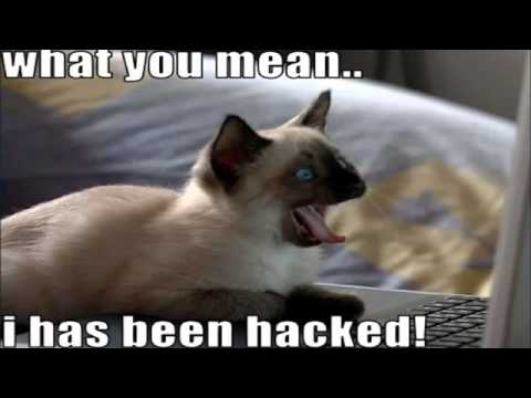 Funny Cat Videos Fail Compilation Cats Fails