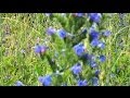 Спокойная мелодия и синие полевые цветы Elegant Melody and Blue Wildflowers ...