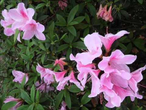 杜鵑花有毒嗎