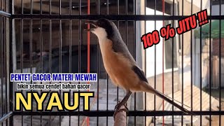 Download lagu cendet gacor HANDAL full BONGKAR MATERI, PANCINGAN CENDET AGAR BUNYI bikin BURUNG PENTET GACOR NYAUT mp3