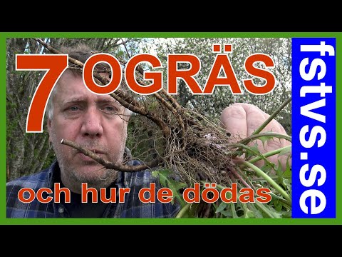 7 Ogräs – och hur de dödas