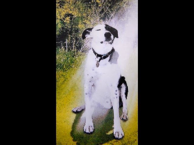 A Cockney Tail a Magical Movie From ( Populus Pictures)