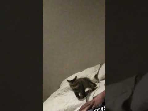 My cat Eva jumping on the wall