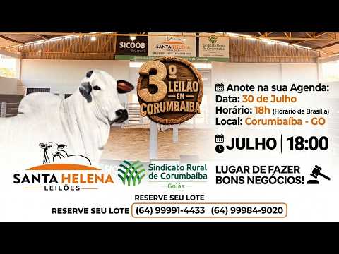 🔥 AO VIVO: 3º LEILÃO DE GADO DE CORTE - SANTA HELENA LEILÕES (Corumbaíba - GO) 30/07/26