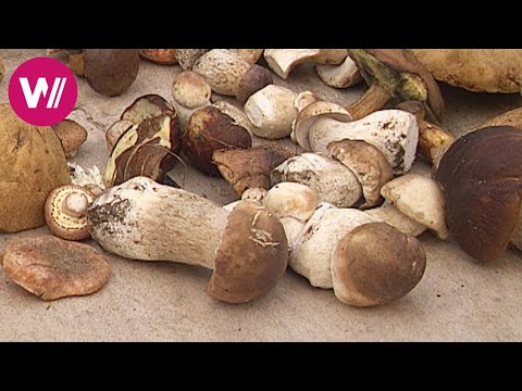 Dining in Poland - Mushroom season in Piertanie