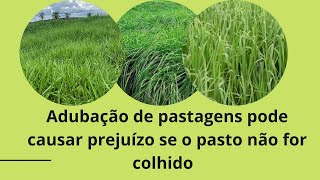 Adubação de pastagem pode trazer prejuízo se o pasto não for bem colhido