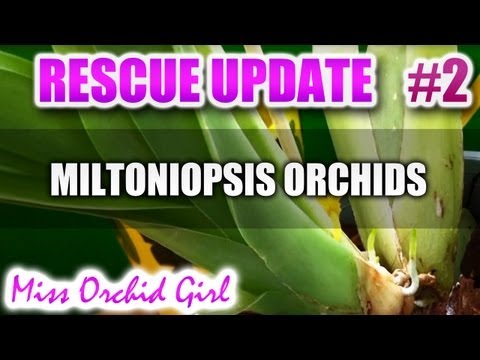 , title : 'Rescuing Miltoniopsis - Update 2'