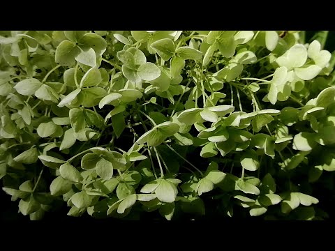 Build on quality I Matthias Rácz (Discussion 49) I The Musik Link