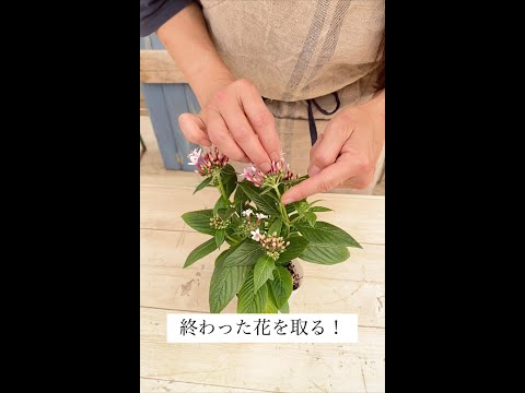 太陽に満ちたプランター用の植物: トップ 5 + おまけに熱波に最も強い花も！  庭園
