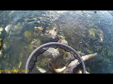 Asp strike on lure Zara Vuk#16